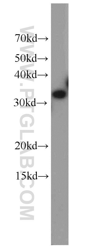 Western Blot (WB) analysis of K-562 cells using ESD Polyclonal antibody (15244-1-AP)