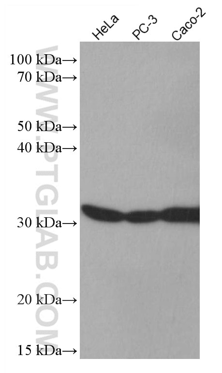 Western Blot (WB) analysis of various lysates using ESD Monoclonal antibody (67069-1-Ig)