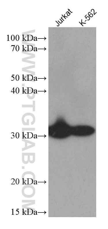 Western Blot (WB) analysis of various lysates using ESD Monoclonal antibody (67069-1-Ig)