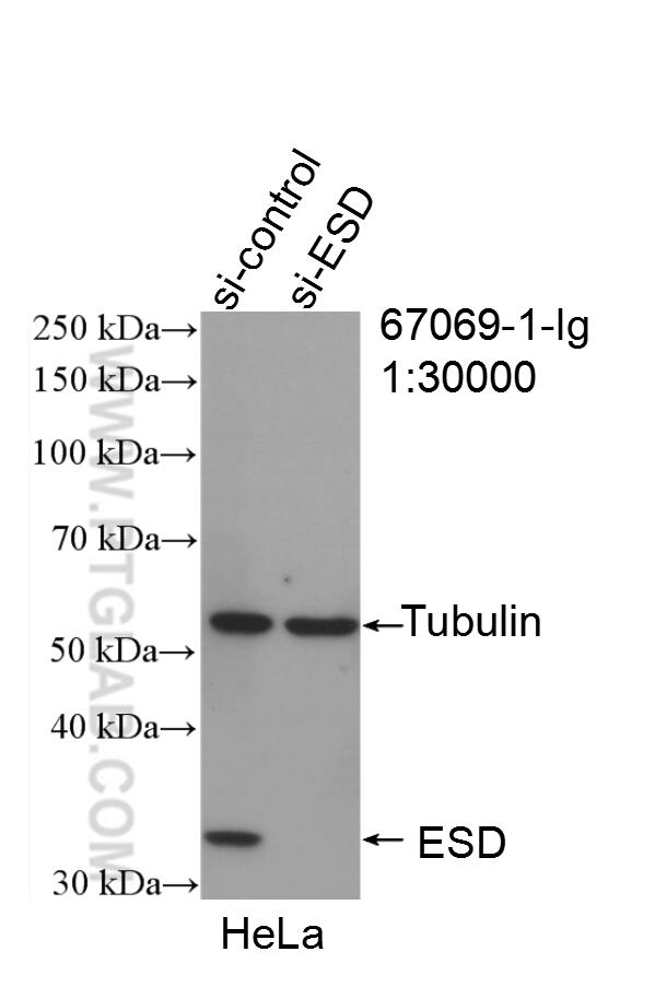 Western Blot (WB) analysis of HeLa cells using ESD Monoclonal antibody (67069-1-Ig)