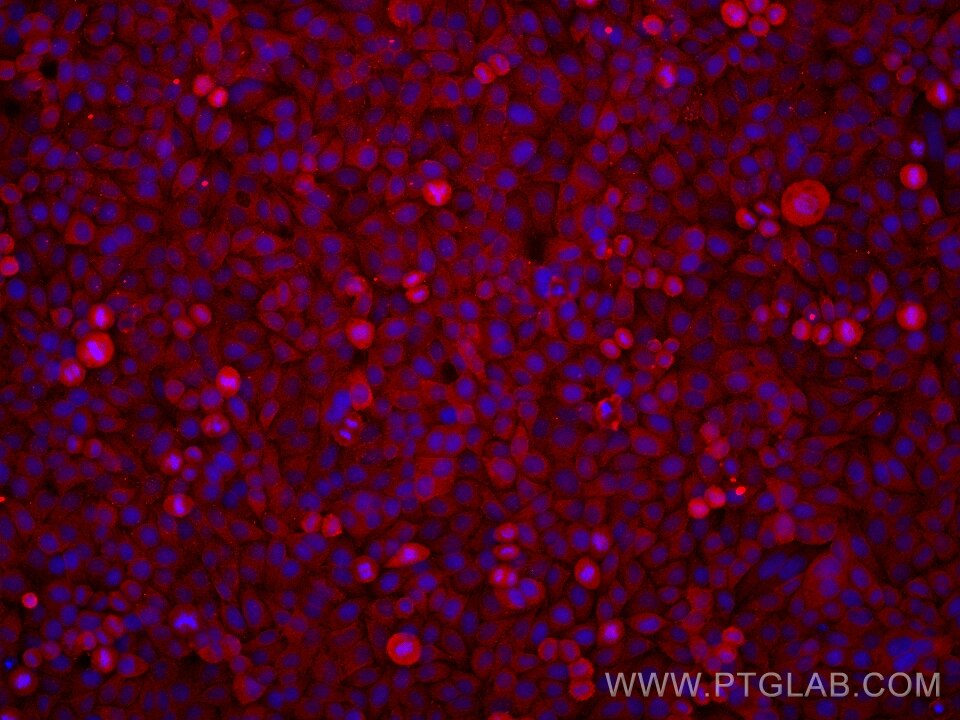 Immunofluorescence (IF) / fluorescent staining of HepG2 cells using ESD Monoclonal antibody (67069-3-Ig)