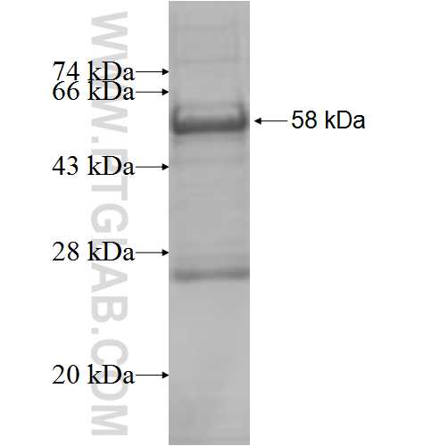 ESD fusion protein Ag7457 SDS-PAGE