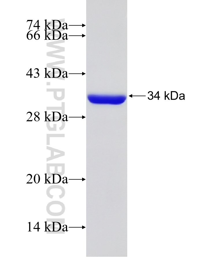 ESD fusion protein Ag7487 SDS-PAGE