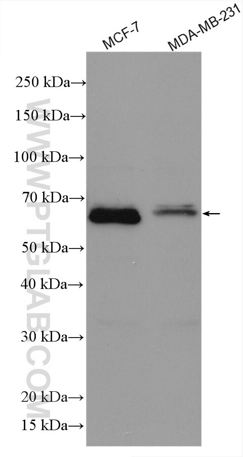 Western Blot (WB) analysis of various lysates using ER Polyclonal antibody (21244-1-AP)
