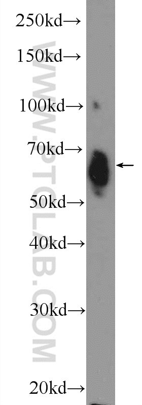 WB analysis of NIH/3T3 using 21244-1-AP