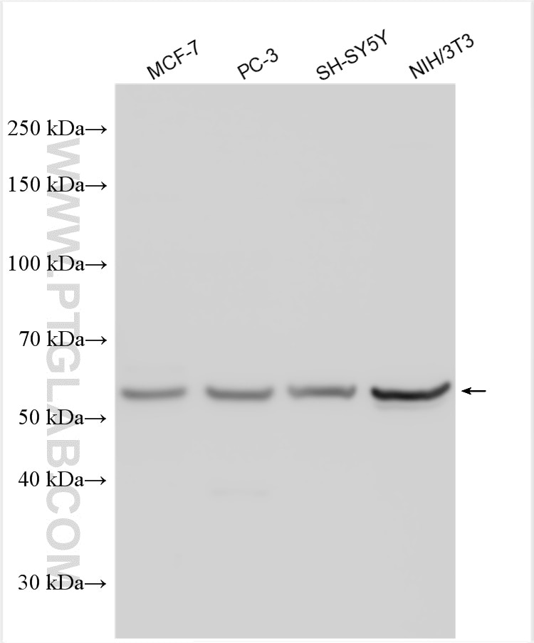 Western Blot (WB) analysis of various lysates using ESR2 Polyclonal antibody (14007-1-AP)