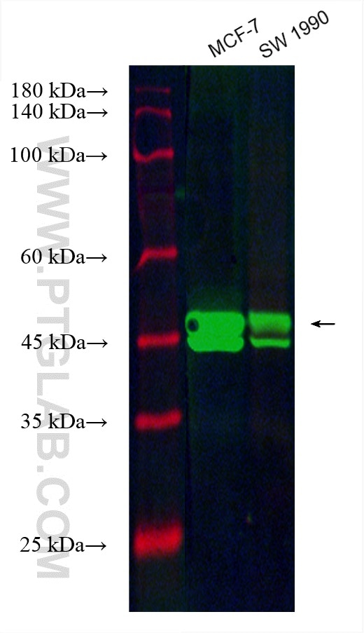 Western Blot (WB) analysis of various lysates using CoraLite® Plus 488-conjugated ESR2 Monoclonal anti (CL488-60197)