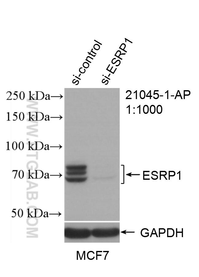 Western Blot (WB) analysis of MCF-7 cells using ESRP1 Polyclonal antibody (21045-1-AP)
