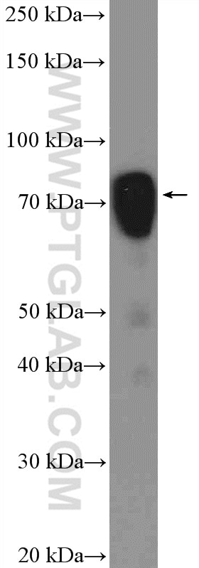 Western Blot (WB) analysis of COLO 320 cells using ESRP1 Polyclonal antibody (21045-1-AP)