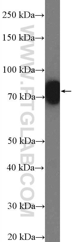 Western Blot (WB) analysis of COLO 320 cells using ESRP1 Polyclonal antibody (21045-1-AP)