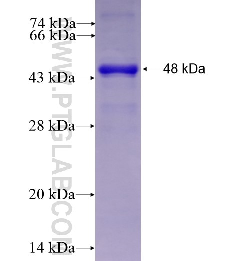 ESRP1 fusion protein Ag15386 SDS-PAGE