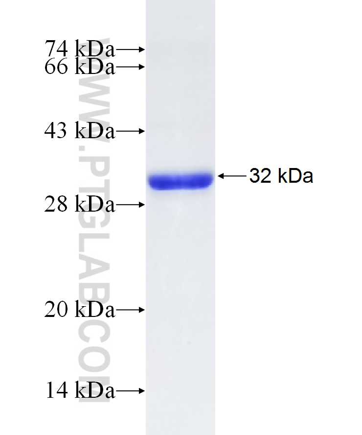 ESRP1 fusion protein Ag16537 SDS-PAGE