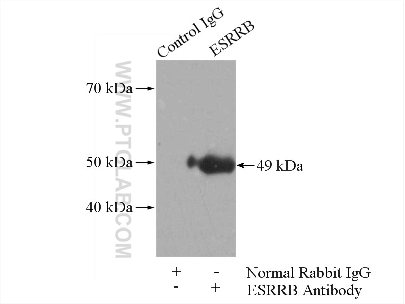 Immunoprecipitation (IP) experiment of A549 cells using ESRRB Polyclonal antibody (22644-1-AP)