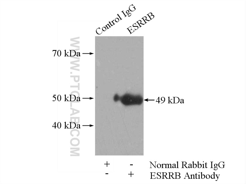 IP experiment of A549 using 22644-1-AP