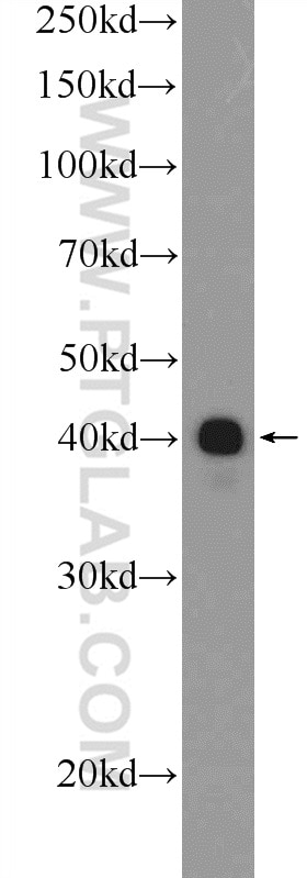 Western Blot (WB) analysis of PC-13 cells using ESRRB Polyclonal antibody (22644-1-AP)