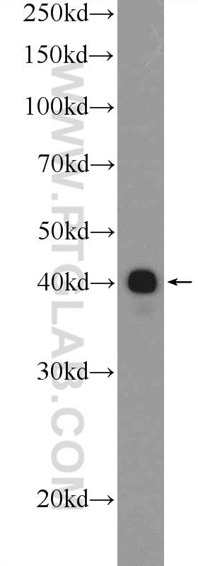 Western Blot (WB) analysis of PC-13 cells using ESRRB Polyclonal antibody (22644-1-AP)