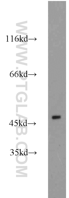 Western Blot (WB) analysis of PC-13 cells using ESRRB Polyclonal antibody (22644-1-AP)