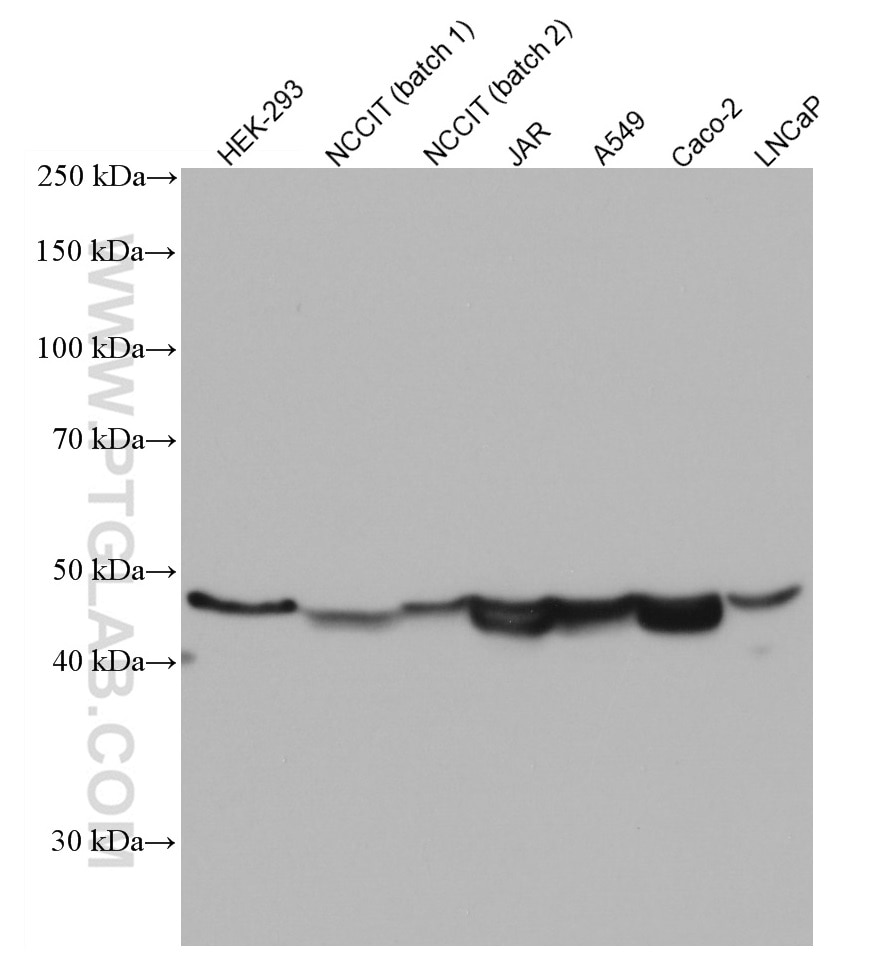 Western Blot (WB) analysis of various lysates using ESRRB Monoclonal antibody (66818-1-Ig)