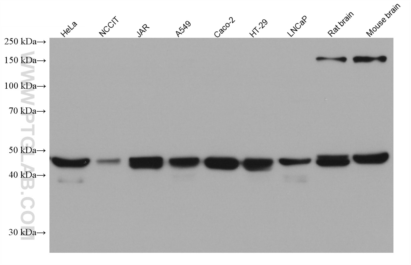 Western Blot (WB) analysis of various lysates using ESRRB Monoclonal antibody (66818-1-Ig)