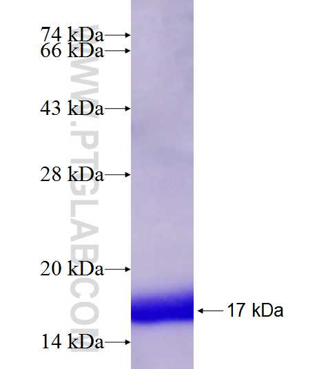 ESRRB fusion protein Ag18626 SDS-PAGE