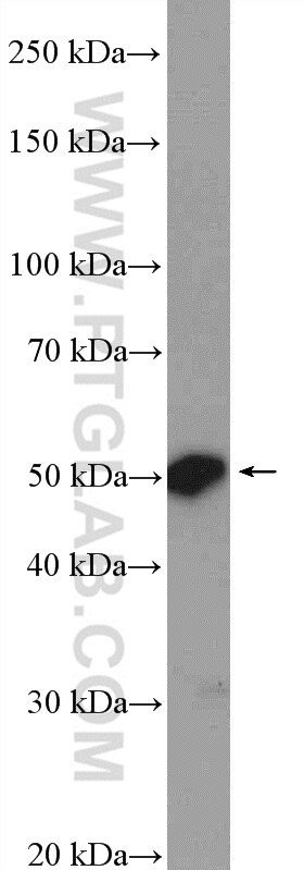 Western Blot (WB) analysis of human spleen tissue using ESRRG Polyclonal antibody (14017-1-AP)