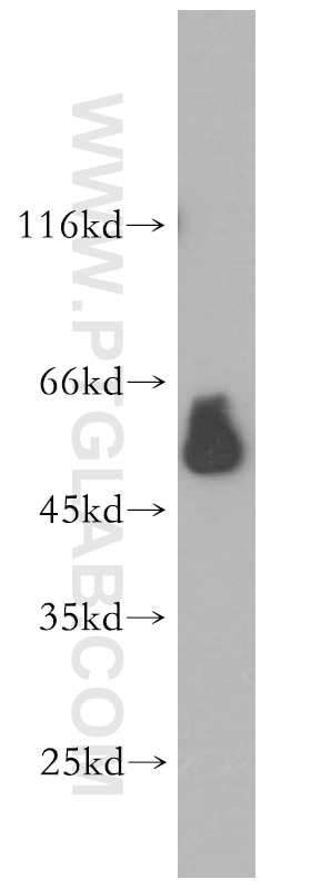 Western Blot (WB) analysis of human spleen tissue using ESRRG Polyclonal antibody (14017-1-AP)