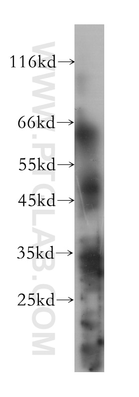 Western Blot (WB) analysis of MCF-7 cells using ESRRG Monoclonal antibody (60115-1-Ig)