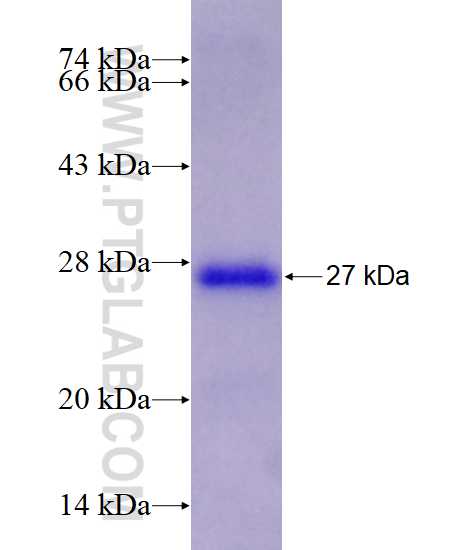 ESRRG fusion protein Ag27565 SDS-PAGE