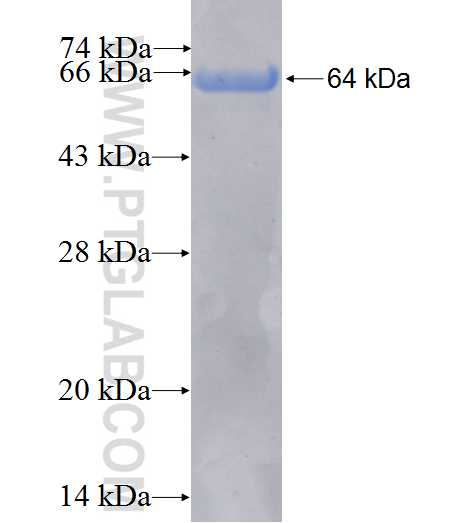 ESRRG fusion protein Ag5127 SDS-PAGE