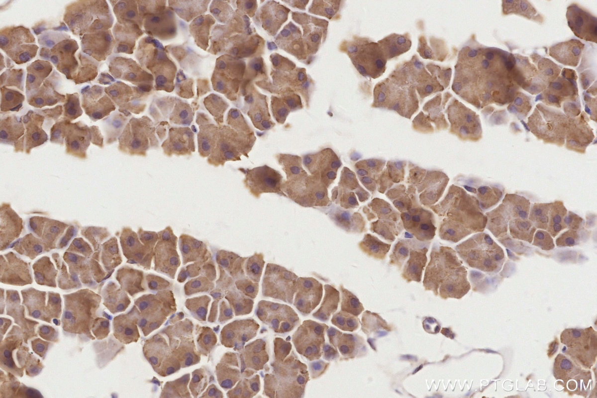 IHC staining of mouse pancreas using 67688-1-Ig Immunohistochemistry (IHC) staining of mouse pancreas tissue using ESYT1 Monoclonal antibody (67688-1-Ig)