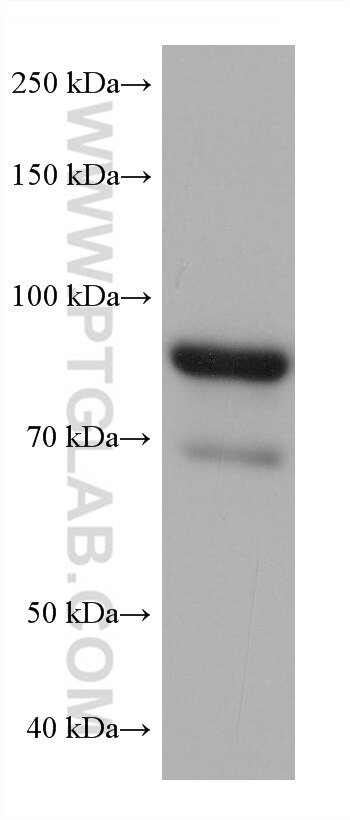 Western Blot (WB) analysis of various lysates using ESYT2 Monoclonal antibody (68374-1-Ig)