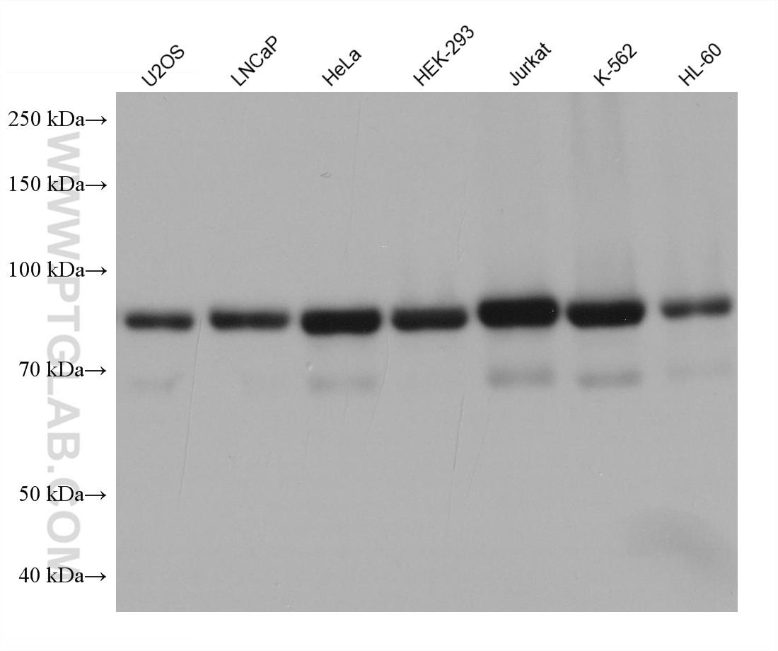 Western Blot (WB) analysis of various lysates using ESYT2 Monoclonal antibody (68374-1-Ig)