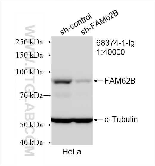 Western Blot (WB) analysis of HeLa cells using ESYT2 Monoclonal antibody (68374-1-Ig)