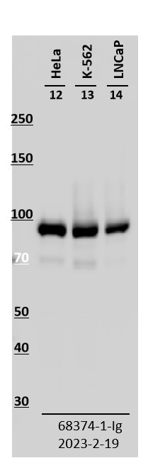 Western Blot (WB) analysis of various lysates using ESYT2 Monoclonal antibody (68374-1-Ig)