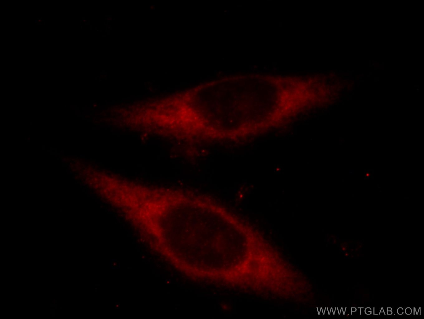 Immunofluorescence (IF) / fluorescent staining of HeLa cells using ETF1 Polyclonal antibody (10884-1-AP)