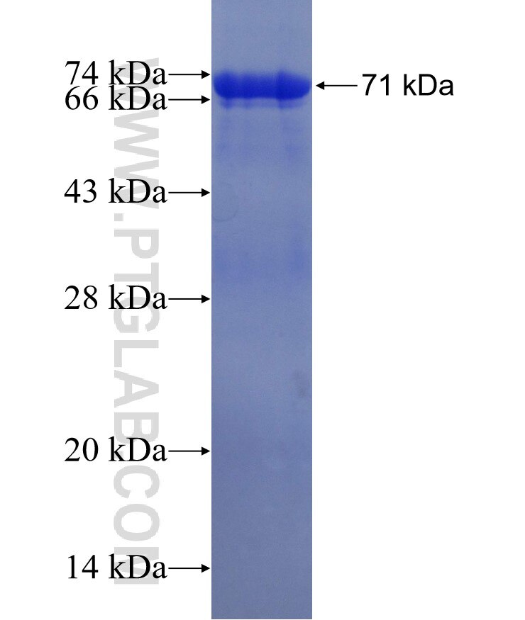 ETF1 fusion protein Ag1330 SDS-PAGE