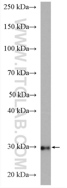 Western Blot (WB) analysis of mouse small intestine tissue using ETFA Polyclonal antibody (12262-1-AP)