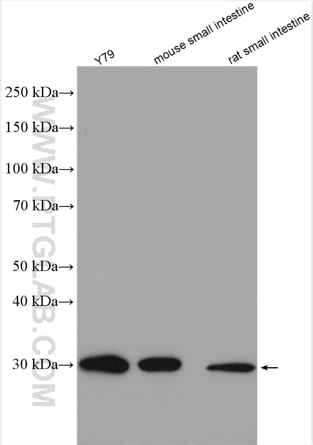 Western Blot (WB) analysis of various lysates using ETFA Polyclonal antibody (12262-1-AP)