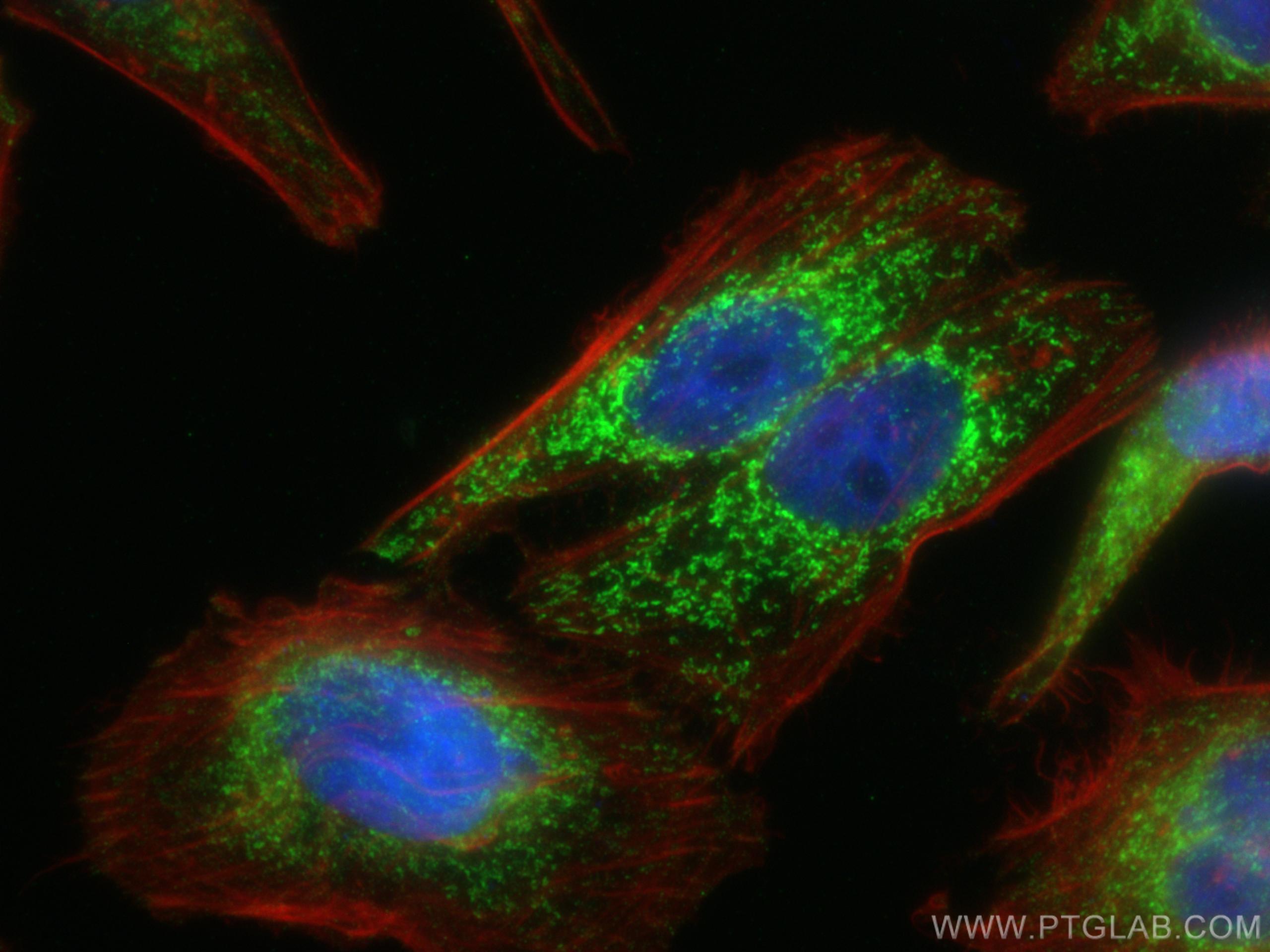 Immunofluorescence (IF) / fluorescent staining of HepG2 cells using ETFA Monoclonal antibody (67661-1-Ig)