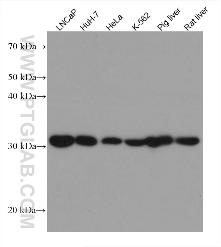Western Blot (WB) analysis of various lysates using ETFA Monoclonal antibody (67661-1-Ig)