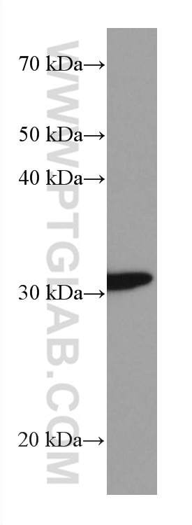 Western Blot (WB) analysis of mouse brain tissue using ETFA Monoclonal antibody (67661-1-Ig)