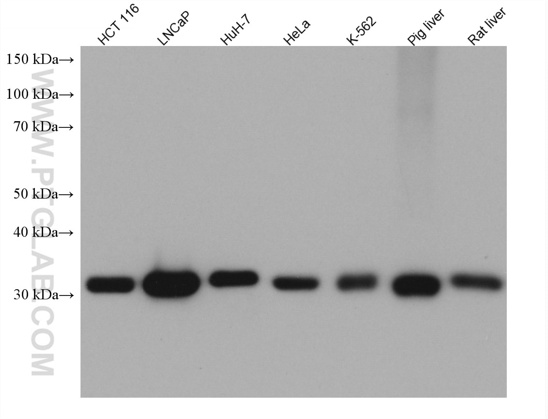 Western Blot (WB) analysis of various lysates using ETFA Monoclonal antibody (67661-1-Ig)