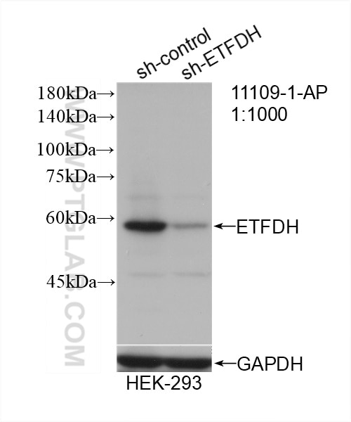 Western Blot (WB) analysis of HEK-293 cells using ETFDH Polyclonal antibody (11109-1-AP)