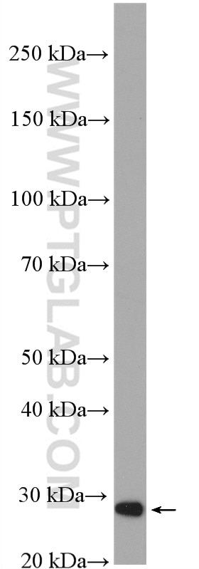 Western Blot (WB) analysis of BGC-823 cells using ETHE1 Polyclonal antibody (27786-1-AP)