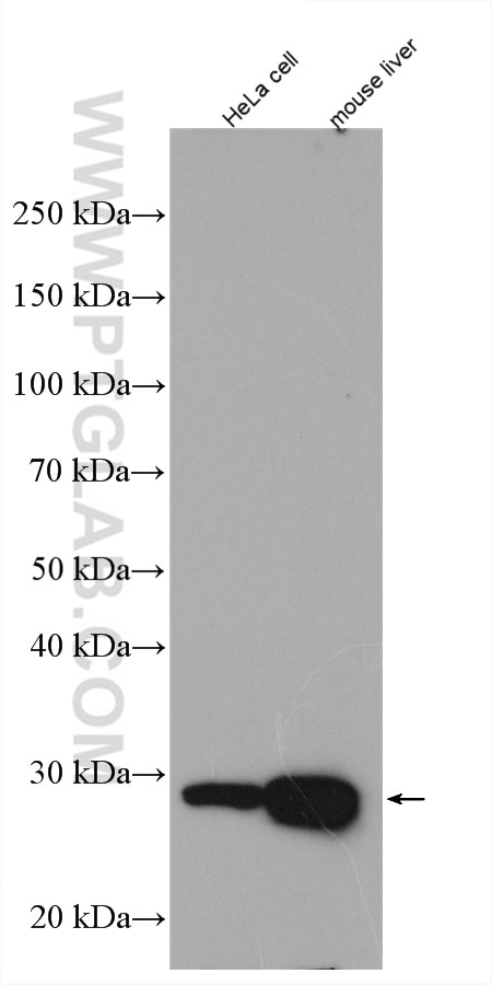 Western Blot (WB) analysis of various lysates using ETHE1 Polyclonal antibody (27786-1-AP)