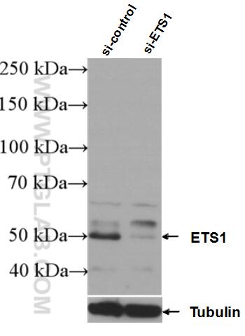 Western Blot (WB) analysis of Jurkat cells using ETS1 Polyclonal antibody (12118-1-AP)