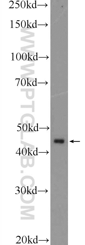 Western Blot (WB) analysis of NIH/3T3 cells using ETS1 Polyclonal antibody (12118-1-AP)