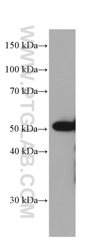 Western Blot (WB) analysis of HepG2 cells using ETS1 Monoclonal antibody (66598-1-Ig)