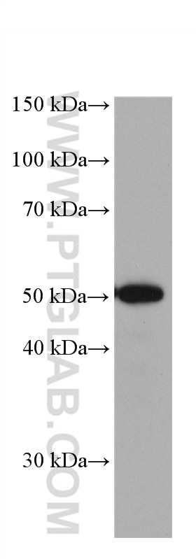 Western Blot (WB) analysis of Daudi cells using ETS1 Monoclonal antibody (66598-1-Ig)