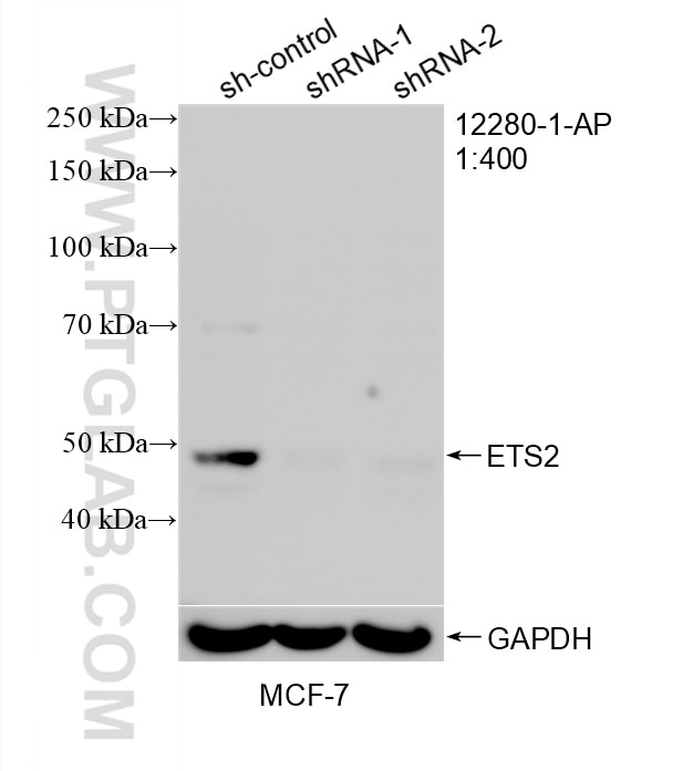Western Blot (WB) analysis of MCF-7 cells using ETS2 Polyclonal antibody (12280-1-AP)